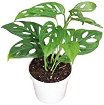 Monstera Adansonii Swiss Cheese Plant, 4 inch