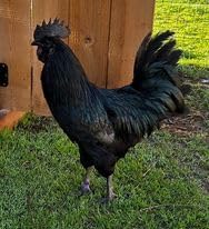 Chicken Hatching Eggs Ayam Cemani