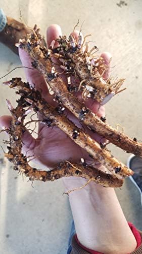 Hop Rhizomes - Cascade (High Heat Areas)