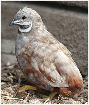 12+ Button Quail Hatching Eggs NPIP & AI