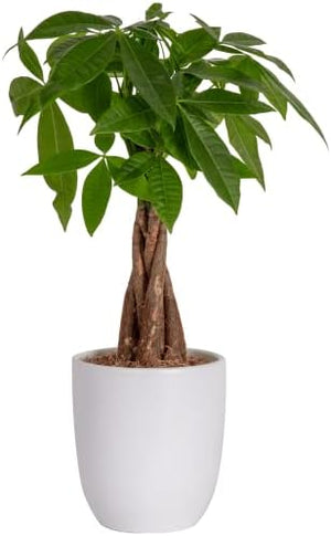 Costa Farms Money Tree, Indoor Plant in Ceramic Planter