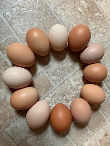 12 Fertile Chicken Hatching Eggs Barnyard Mix