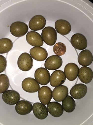 12+ Fertile Button Quail Eggs, Variety of Color