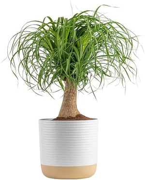 Costa Farms Ponytail Palm Bonsai, 1 Foot Tall