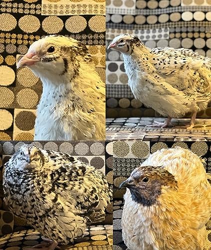 36 Jumbo Coturnix Quail Hatching Eggs